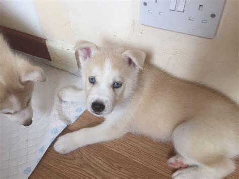 husky puppies for sale in oklahoma